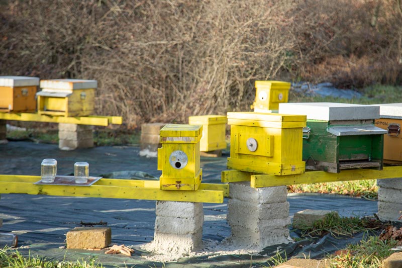 Come nasce Mielarium 1 Mielarium, Come nasce Mielarium, terre di tuscia22