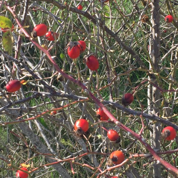 Rosa Canina: benefici, proprietà, storia e controindicazioni 3 Mielarium, Rosa Canina: benefici, proprietà, storia e controindicazioni, miele e rosa canina 2