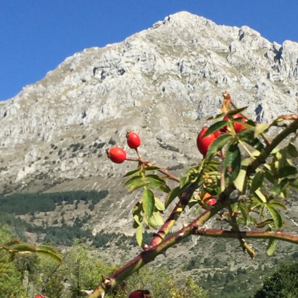 Rosa Canina: benefici, proprietà, storia e controindicazioni 4 Mielarium, Rosa Canina: benefici, proprietà, storia e controindicazioni, miele e rosa canina 3